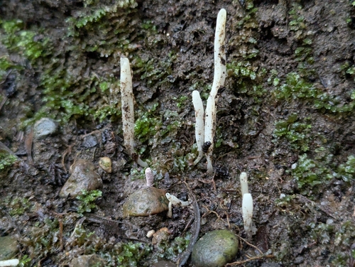 Clavaria falcata
