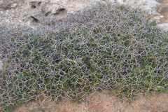 Lycium schweinfurthii