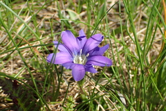Gentiana pyrenaica