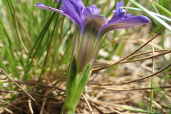 Gentiana pyrenaica