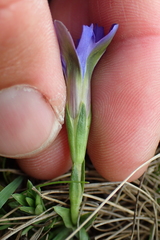 Gentiana pyrenaica