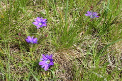 Gentiana pyrenaica