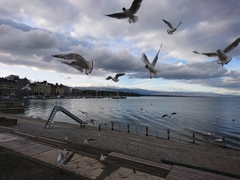 Chroicocephalus ridibundus