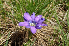Gentiana pyrenaica