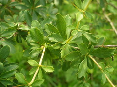 Berberis aggregata