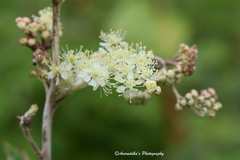 Filipendula vestita