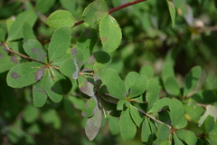 Berberis amurensis