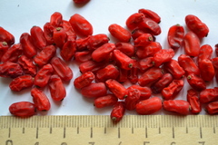 Berberis amurensis