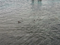 Mergus merganser