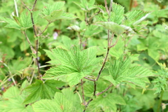 Filipendula vestita