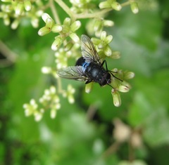 Calliphoroides antennatis