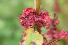 Rumex nepalensis
