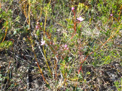 Boronia filifolia