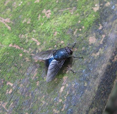 Calliphoroides antennatis