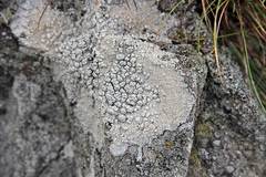 Pertusaria pertusa