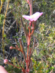 Boronia filifolia