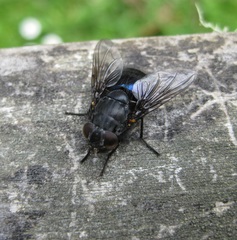 Calliphora quadrimaculata