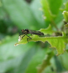 Homalocnemis
