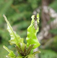 Homalocnemis