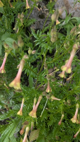 Polemonium pauciflorum, photograph 3