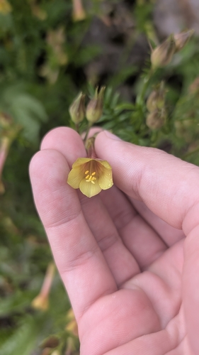Polemonium pauciflorum, photograph 4