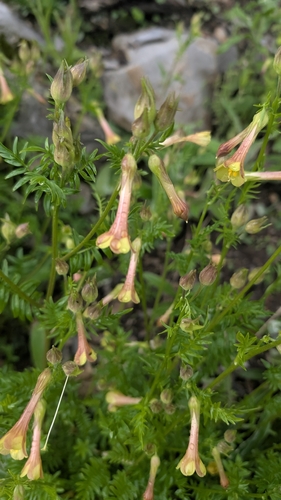 Polemonium pauciflorum, photograph 5