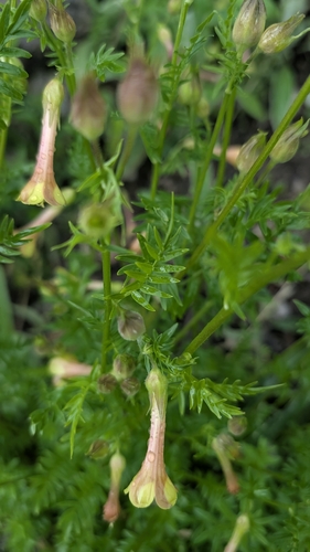 Polemonium pauciflorum, photograph 6