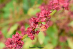 Rumex nepalensis