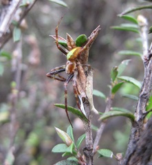 Novaranea queribunda