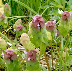 Lamium purpureum