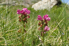 Pedicularis pyrenaica