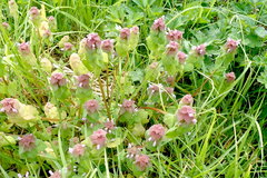 Lamium purpureum