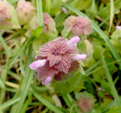 Lamium purpureum