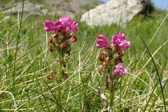 Pedicularis pyrenaica