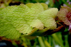 Lamium purpureum