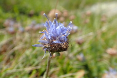 Jasione