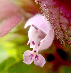 Lamium purpureum
