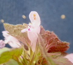Lamium purpureum