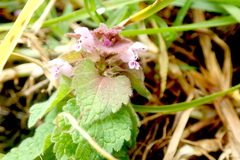 Lamium purpureum