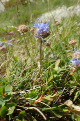 Jasione