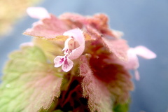 Lamium purpureum