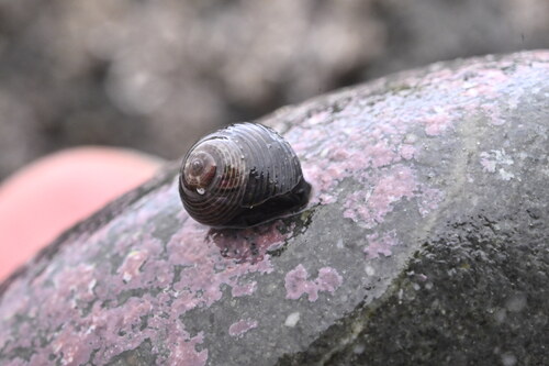 Cantharidus tenebrosus observed 2025-04-28