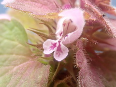 Lamium purpureum