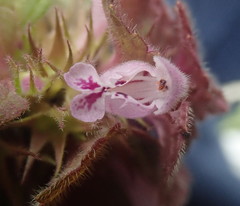 Lamium purpureum