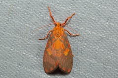 Ammatho roseororatus