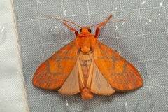 Ammatho roseororatus
