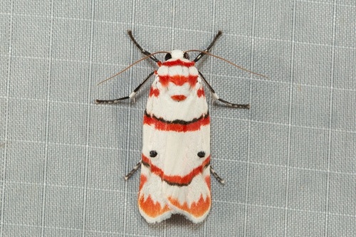 Cyana perornata (Walker, 1854)