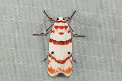 Cyana perornata