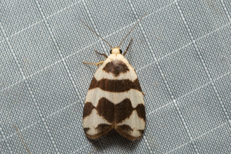 Eugoa trifascia