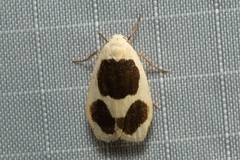 Garudinia biplagiata